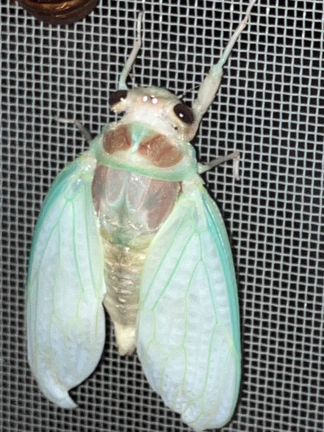 「夏と言えば蝉」